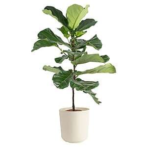 Costa Farms House Plants: Fiddle Leaf Fig Ficus Lyrata in 10" Pot $31.20 & More