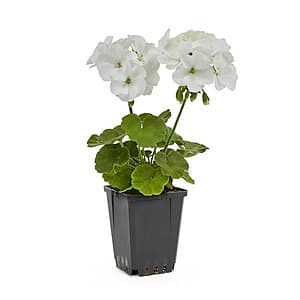 Select Stores: 1-Pt Geranium (Various Colors) from $1 (In-Store Only)