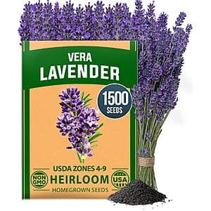 HOME GROWN packet of Non-GMO English Lavender seeds (Lavandula angustifolia) containing 1,500+ seeds for planting.