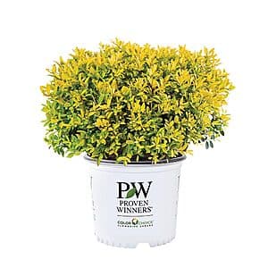 2-Gallon Proven Winners Glow Pop Holly Shrub $15