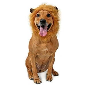 Vibrant Life Lion Mane Hat for Dogs Pet Halloween Costume $1.50