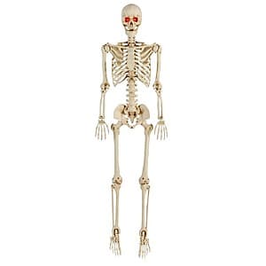 5-foot tall skeletal figure with articulated joints, featuring integrated LED lighting and poseable limbs for custom display arrangements.