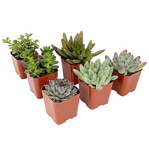 6-pk Element by Altman 2" Live Indoor House Succulent Plants w/ Grower Pots $10.20