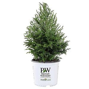 2-Gallon Proven Winners Cedar Rapids Cypress Shrub $16.50