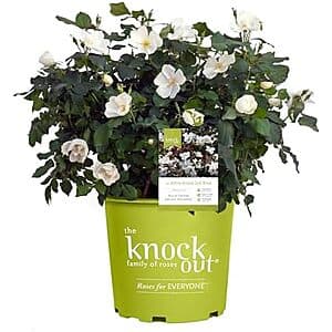 2 Gallon Knock Out Rose White Shrub $13.50