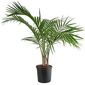 1.94 Gal. Costa Farms Majesty Palm House Plant $15 + Free Pickup