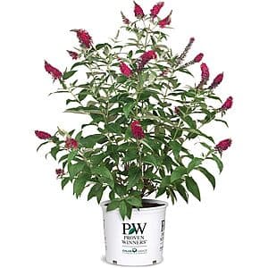 2-Gallon Proven Winner Miss Molly Buddleia Shrub $15 + Free Shipping w/ Prime