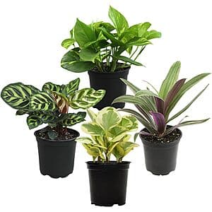 Prime Members: 4-Pack Essential Houseplant Collection Live Indoor Plants $19.65 + Free Shipping