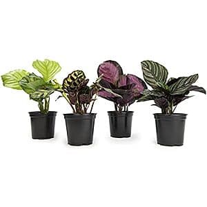 4-Pack Plants for Pets Calathea Live Houseplants (9" Tall in 4.25" Pots) $26.20