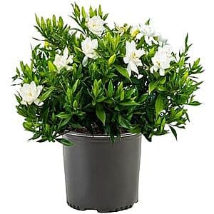 1 Gallon Frostproof Gardenia Live Plant $11