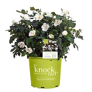 2-Gallon Knock Out Rose White Shrub $13.50
