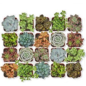 20-Pack Altman Plants Assorted Potted Live Succulent Outdoor/Indoor Plants $21.50