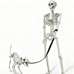 Prime Members: 36" IDEAALS Lighted Human & Dog Skeleton Halloween Decoration Set $24 + Free S&H