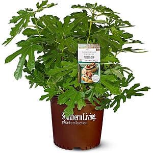 Southern Living Little Miss Figgy plant in a 2-gallon pot, compact shrub with fig foliage.
