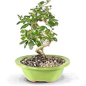 6"-10" Brussel's Bonsai Live Fukien Tea Bonsai Tree w/ Ceramic Pot $20