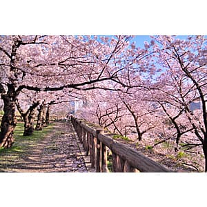 Roundtrip Flights from Los Angeles, CA (LAX) to Osaka, Japan (KIX) $644 (Travel March to April, 2026)