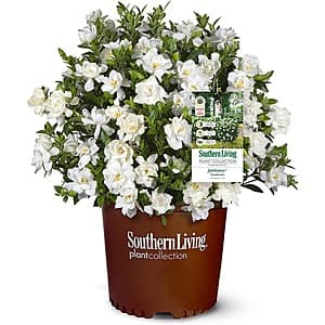 2-Gallon Southern Living Jubilation Gardenia Shrub w/ Fragrant White Flowers $21.95 + Free Shipping