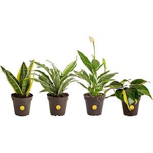 Select Locations: 4-Pk Costa Farms Live House Plants (8-10" Tall) $20.30