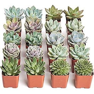 20-pack of rosette succulent plants in various shades and sizes, displayed as a bulk collection.