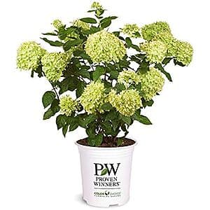 2-Gallon Proven Winner Little Lime Hydrangea Shrub $15