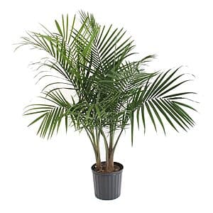 1.94 Gallon Costa Farms Majesty Palm House Plant $15 + Free Pickup