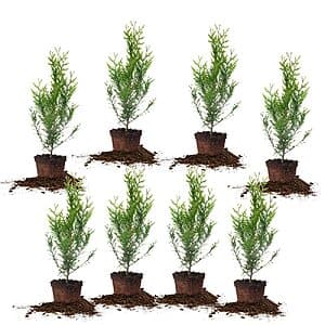 Prime Members: 8-Pk PERFECT PLANTS Thuja Green Giant 1-2' Privacy Evergreen Arborvitae $58.60 + Free Shipping