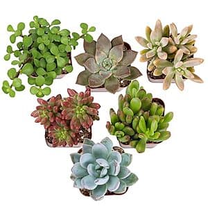 6-Pack Altman Plants Live Mini Succulents (Assorted) $10 + Free S&H w/ Amazon Prime