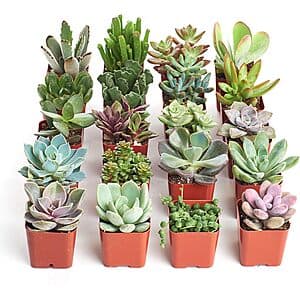 20-Pack Shop Succulents Unique Succulent Plant Pack Collection $12.90