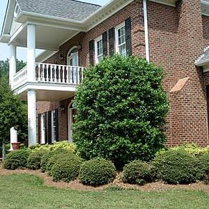 Fast Growing Trees Sale: Various Plants, Trees, Shrubs & More 20% Off + Free S/H on $99+