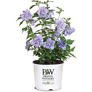 Prime Members: 2-Gallon Proven Winners Blue Chiffon Hibiscus Shrub $15 + Free Shipping