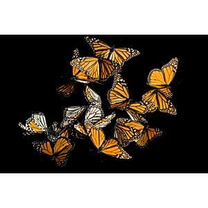 National Geographic Society: Pollinator Flower Seed Packet Free + Free S&H
