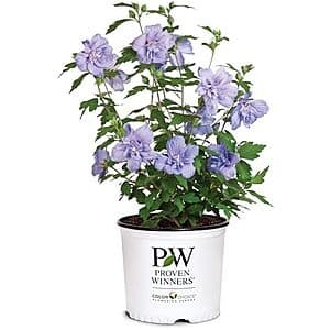2-Gallon Proven Winners Blue Chiffon Rose of Sharon Hibiscus Syriacus Shrub $15