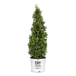 2-Gallon Proven Winners Sting Arborvitae Evergreen Shrub $16.50