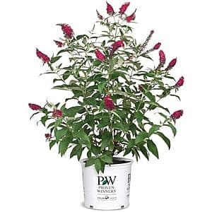 Select Locations: 2 Gallon Proven Winner Miss Molly Buddleia Shrub $15