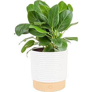 Costa Farms Live Plants w/ Decorative Pots: Ficus Audrey (12-18" Tall) $20.35 & More
