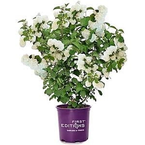 2 Gal First Editions Openin Day Viburnum Shrub $15