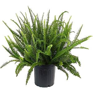10" Kimberly Queen Fern Shrub $24.90