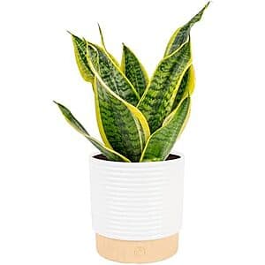 Costa Farms Mother-in-Law's Tongue Snake Plant (Medium, 12-20" Tall) $16.80 & More + Free S&H w/ Prime