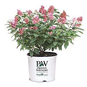 2-Gal Proven Winners Little Quick-Fire Hydrangea (Rich Pink and Creamy White) $15