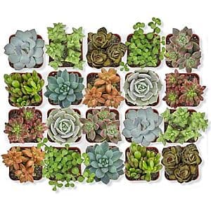 20-Pack Altman Plants Assorted Potted Live Succulent Outdoor/Indoor Plants $21.45