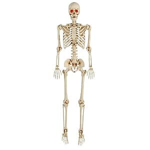 Home Depot: Halloween Decor: 5' Home Accents Holiday LED Pose-N-Stay Skeleton $18 + Free Shipping & More