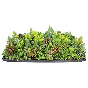10" x 20" Altman Plants Sedum Groundcover Mat $12.25