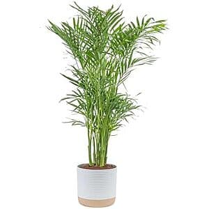 3'-4' Costa Farms Cat Palm Tree Live Indoor Houseplant $28.30 or less