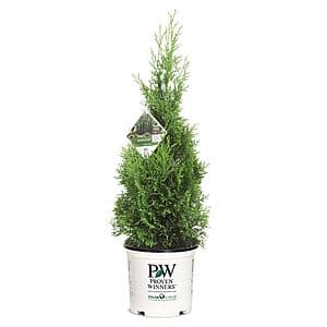 2-Gallon Proven Winners Arborvitae North Pole Shrub $16.50