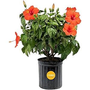 Costa Farms Live Tropical Hibiscus Bush (2'-3' Tall) $26