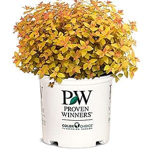 2-Gallon Proven Winners Spirea Double Play Candy Corn Shrub $15